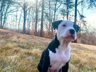 Mixed Breed dogs Nipper - Ad 6