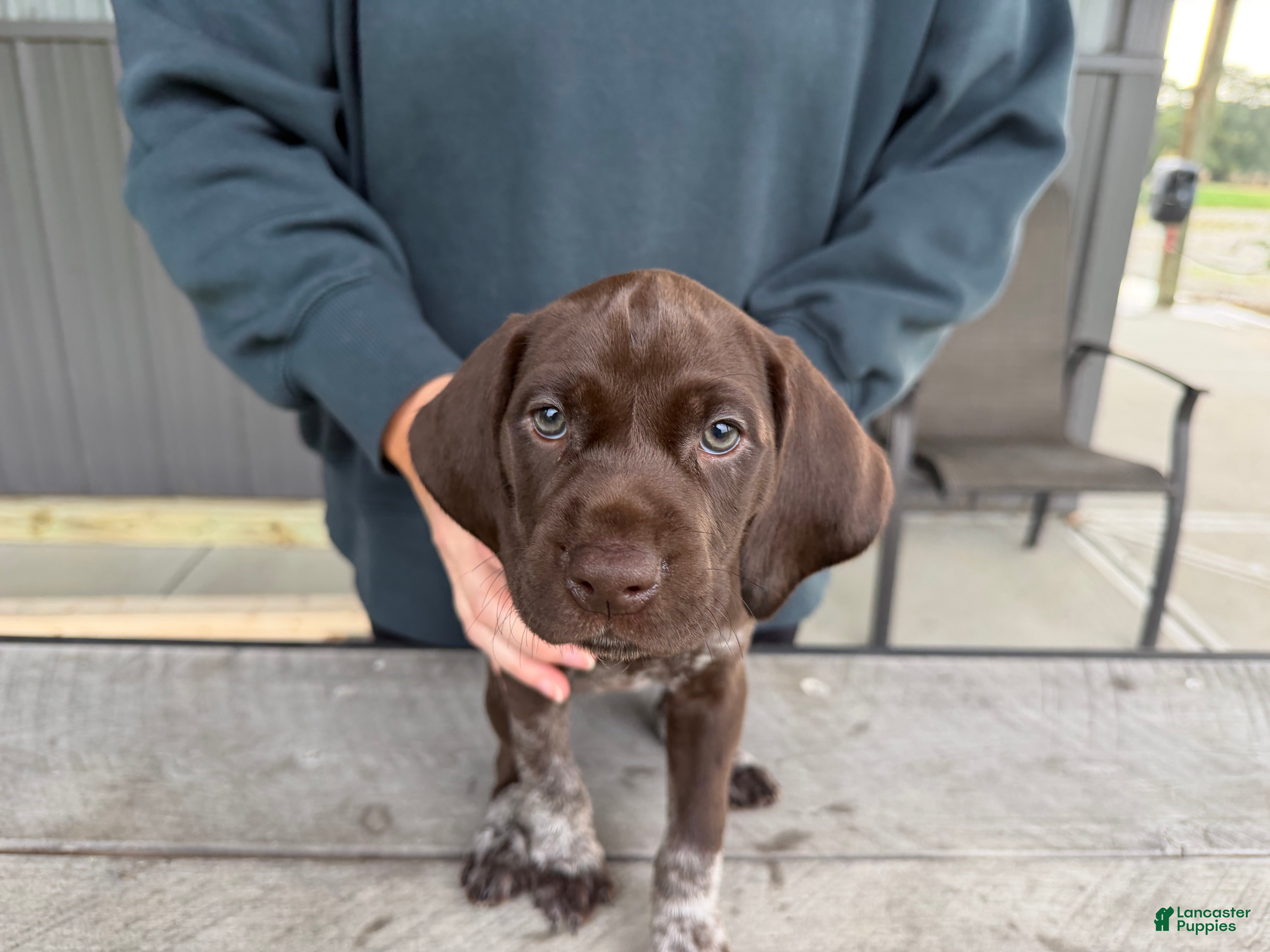 German Shorthaired Pointer