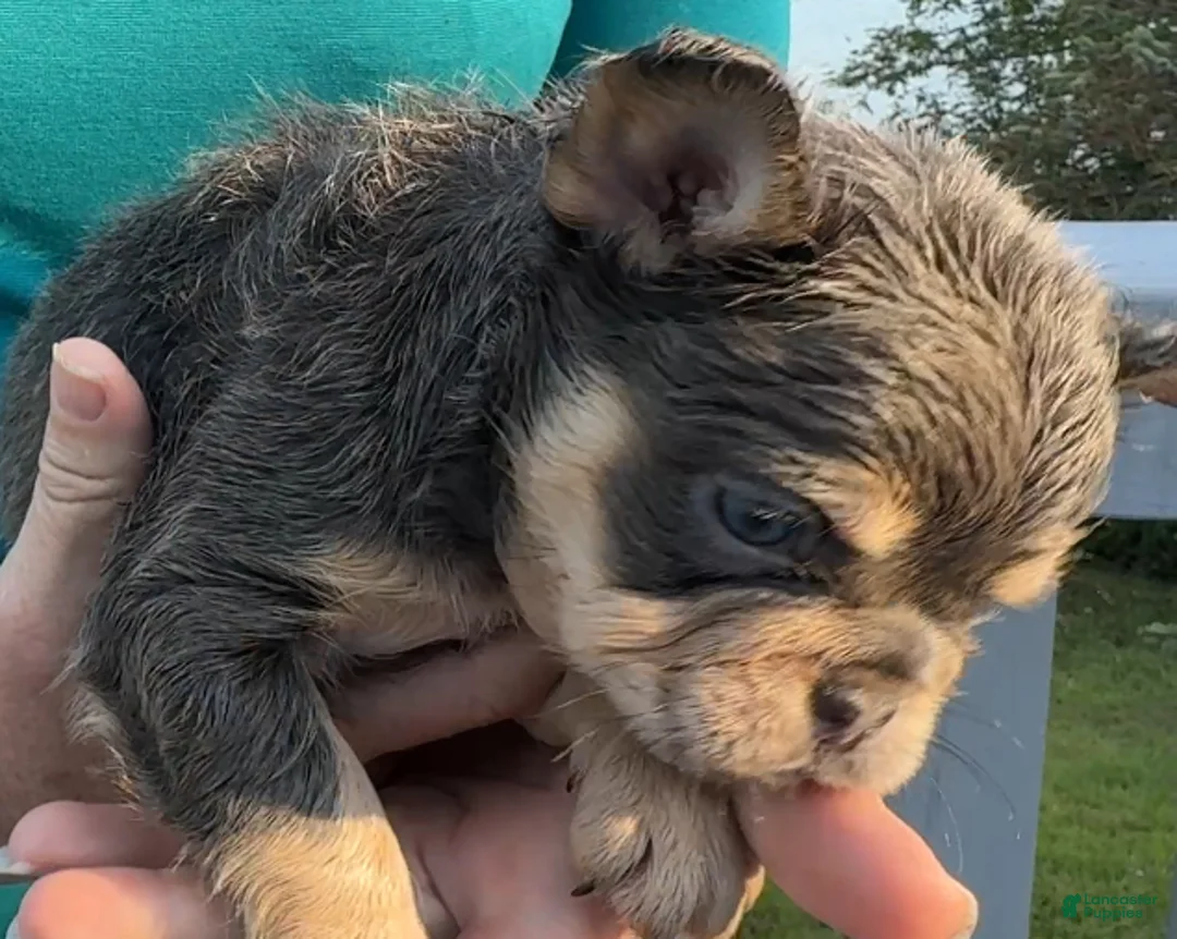 Gallery Image {{count}}