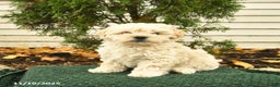 Mixed Breed dogs for sale: Forest  - Ad 2