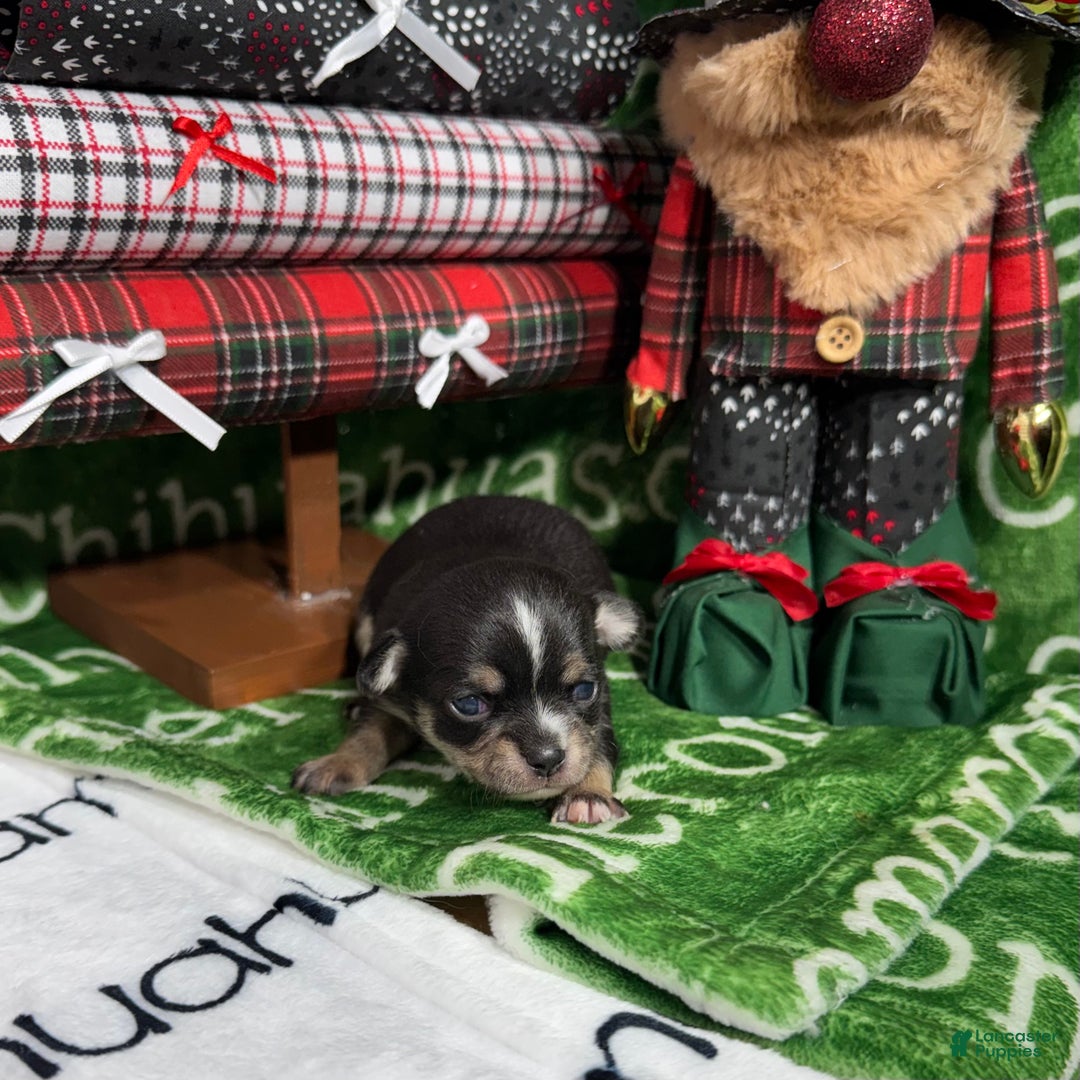 Chihuahua dogs for sale: Apollo Short Coat Tri - Ad 3