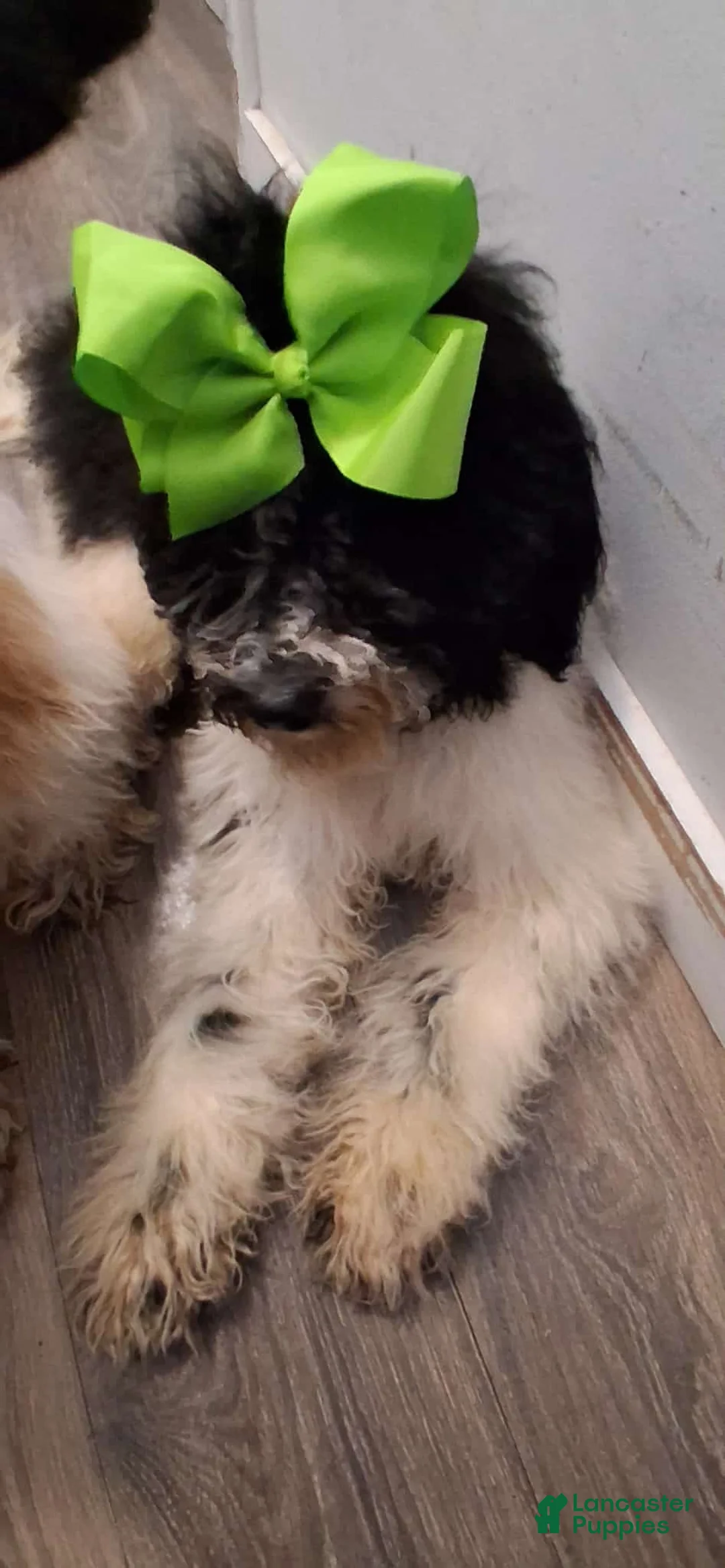 Standard Poodle dogs for sale:  Puppy 2 - Ad 2