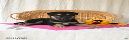 German Shepherd dogs for sale: Trista - Ad 5