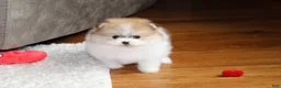Pomeranian dogs for sale: Teacup Preston - Ad 6