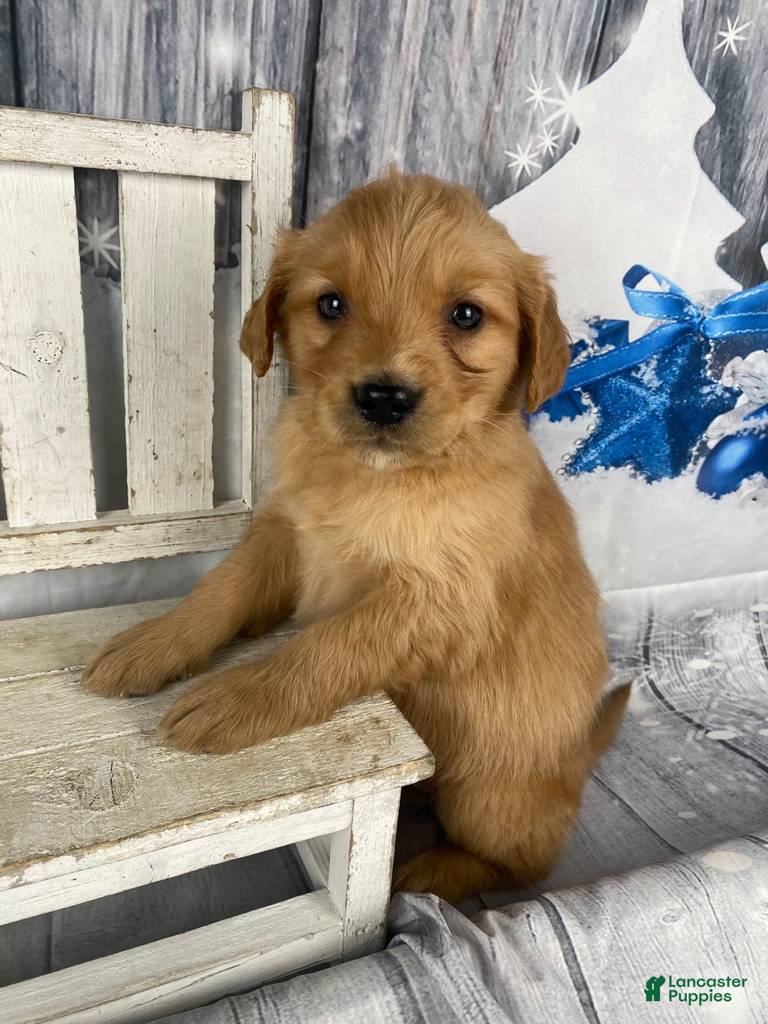 Golden Retriever dogs for sale: Suzy - Ad 1