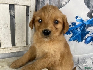 Golden Retriever dogs Suzy - Ad 2