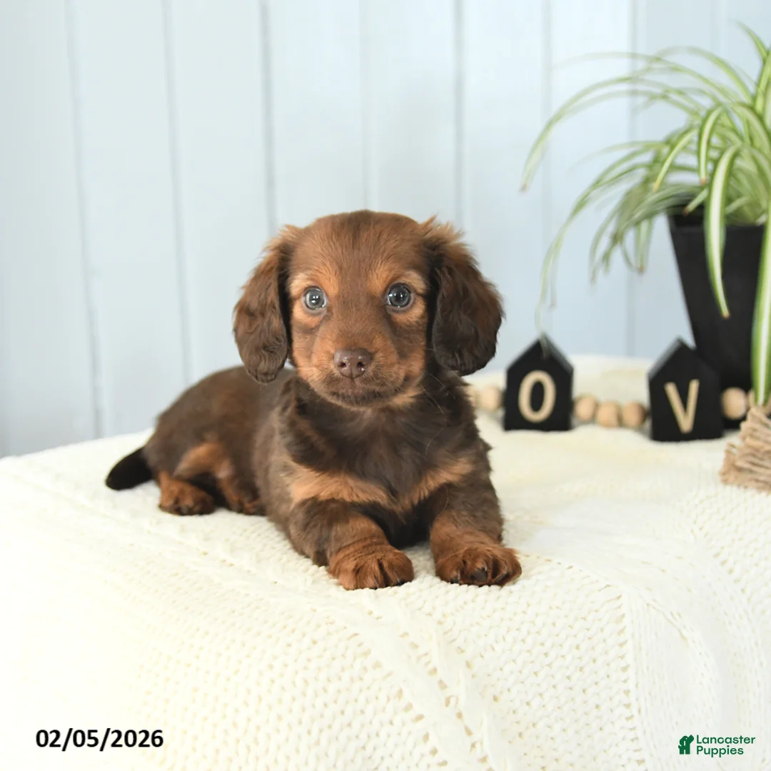 Miniature Dachshund dogs for sale: Sasha - Ad 2