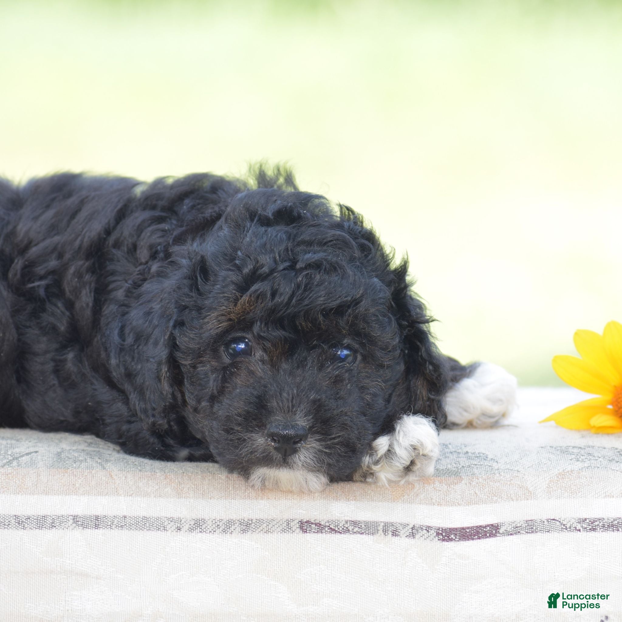 Yorkiepoo dogs Chalmers - Ad 1
