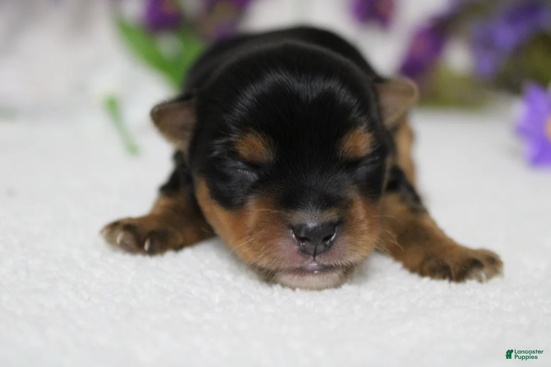 Yorkshire Terrier dogs for sale: Penny  - Ad 2
