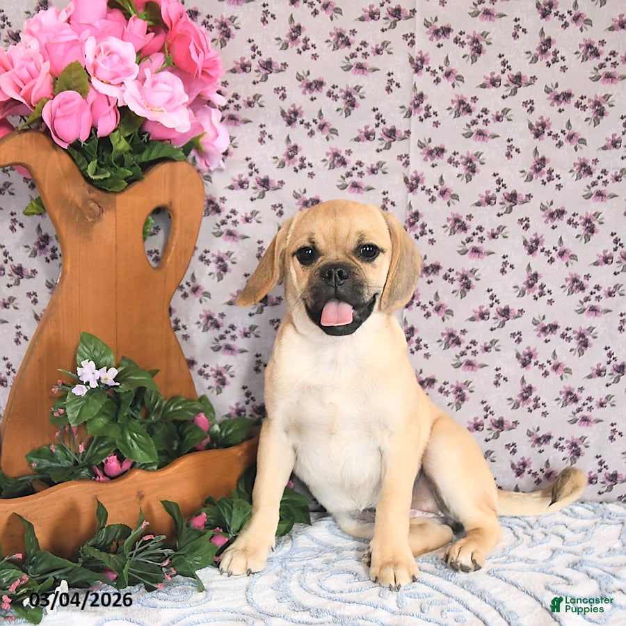 Puggle dogs Karina - Ad 2