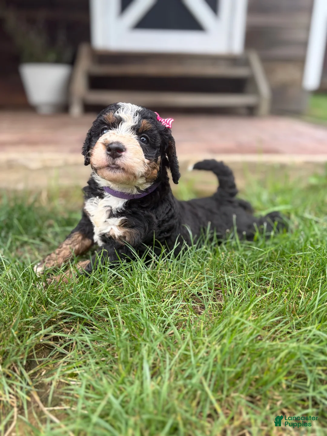 Mini Bernedoodle dogs for sale: Polly - Ad 1