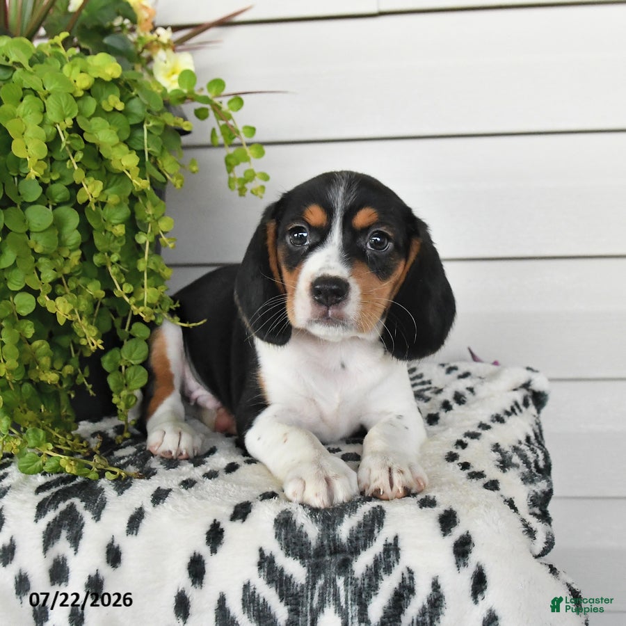 Beaglier dogs Milo - Ad 2