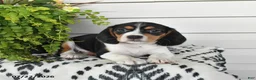 Beaglier dogs for sale: Milo - Ad 2