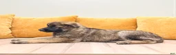 German Shepherd dogs for sale: Candy - Ad 4