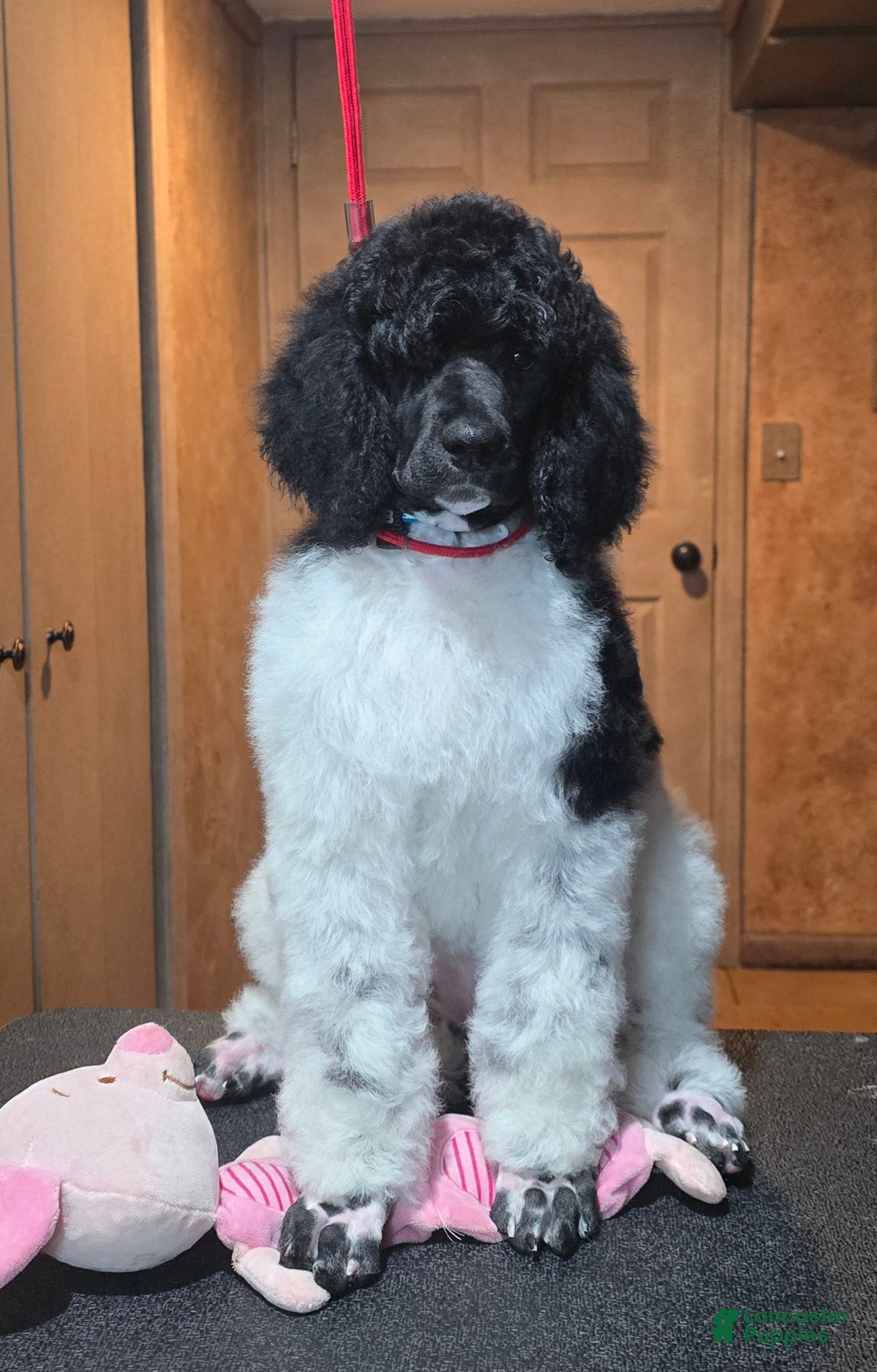 Standard Poodle dogs for sale: Kalmiya - Ad 2