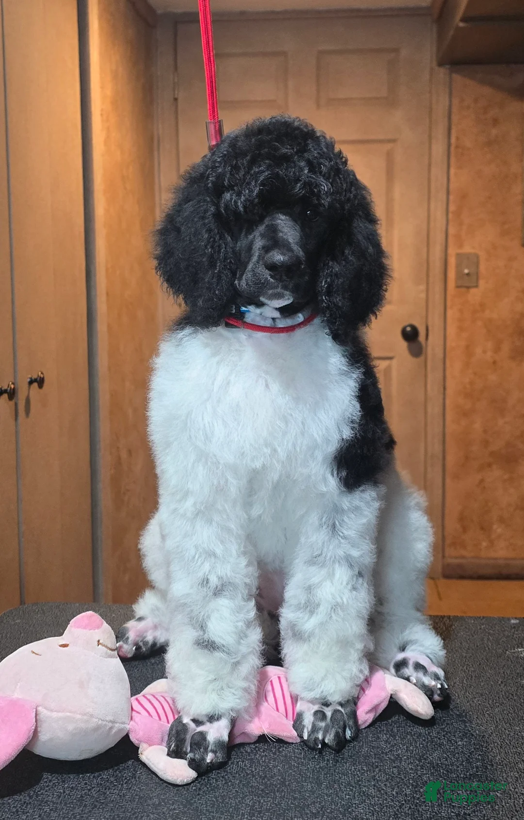 Standard Poodle dogs for sale: Kalmiya - Ad 1