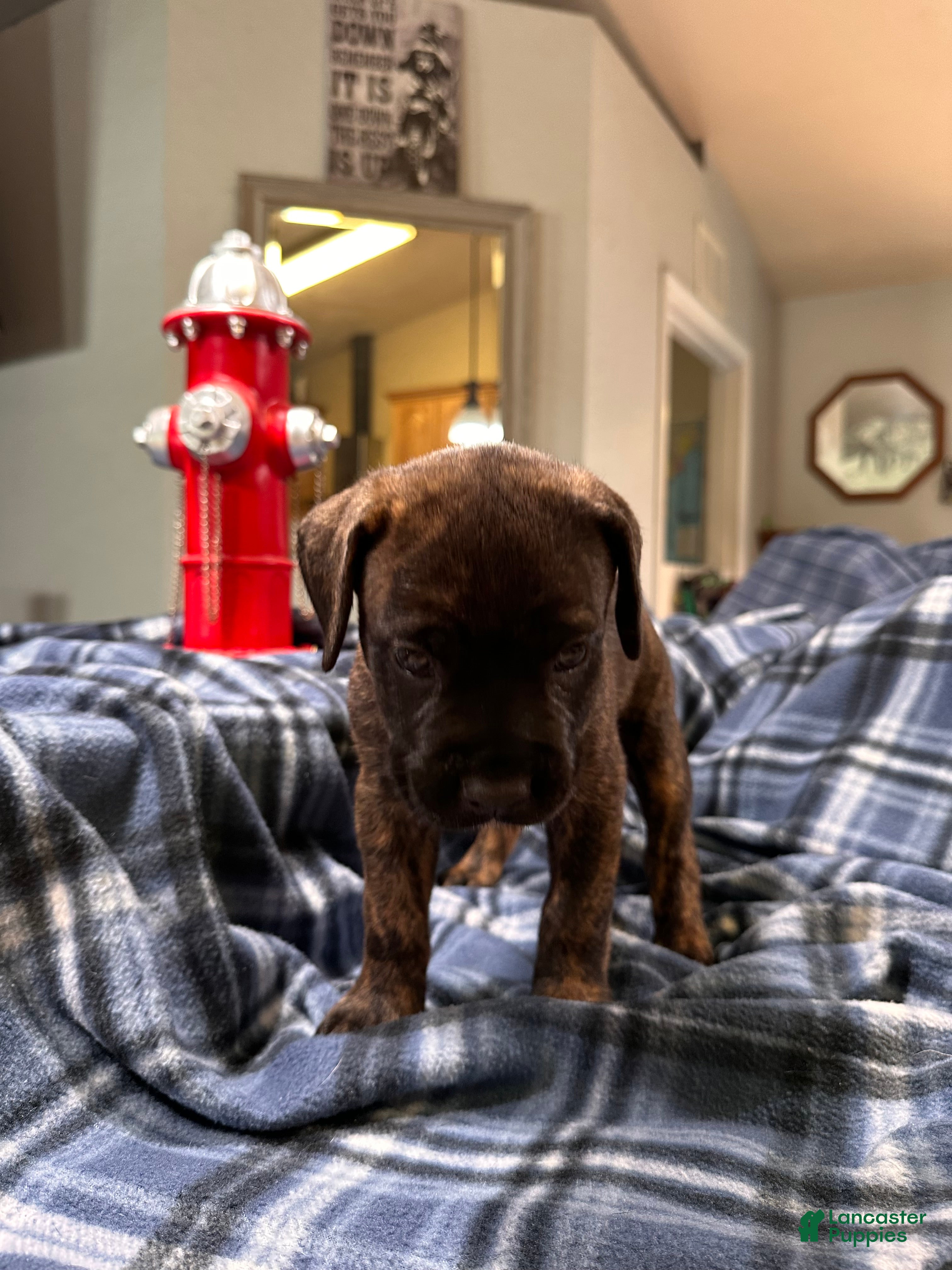 Cane Corso dogs  Bonnie black brindle - Ad 2