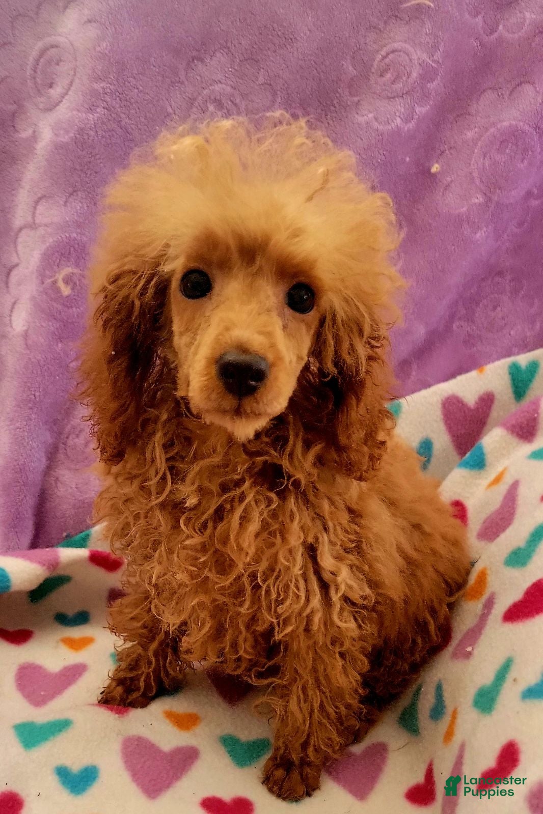 Toy Poodle dogs for sale: Chewy - Ad 1