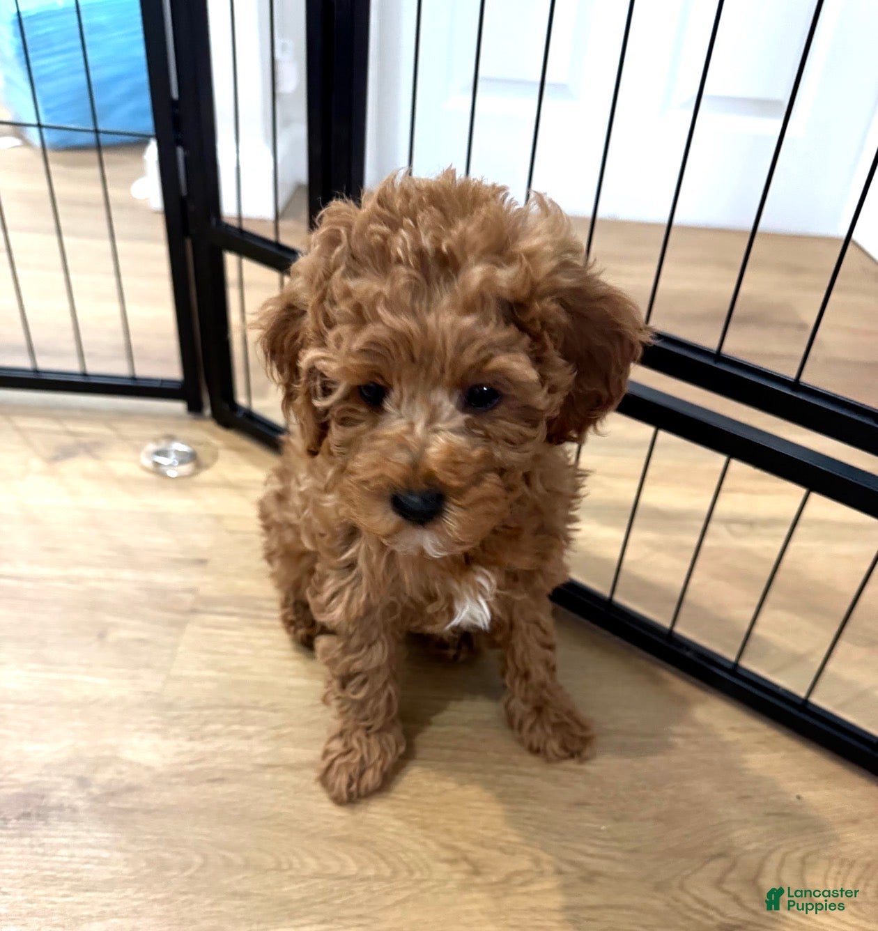 Miniature Poodle dogs Espressa  - Ad 42