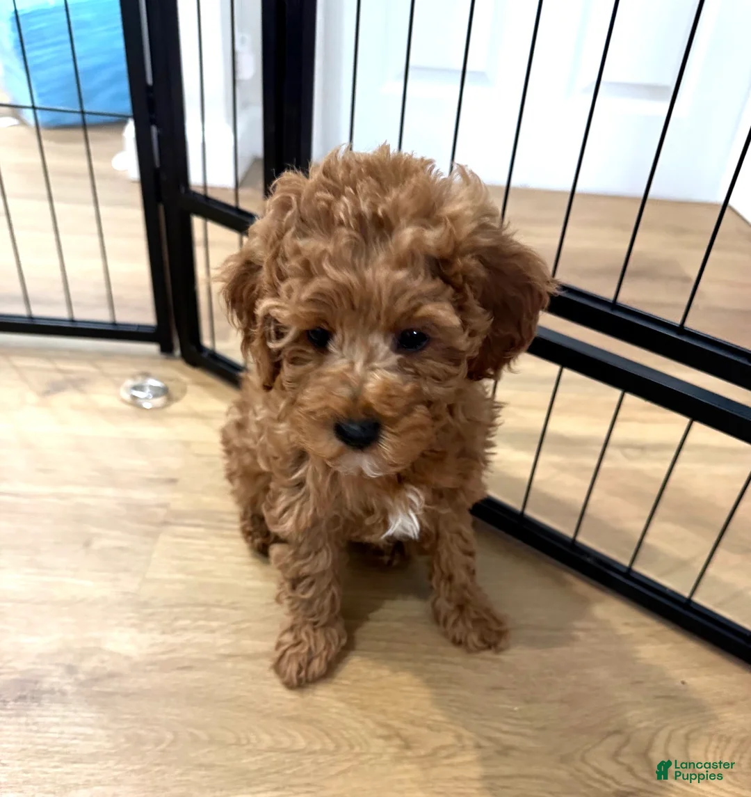 Miniature Poodle dogs for sale: Espressa  - Ad 1