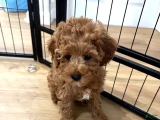 Miniature Poodle dogs Espressa - Ad 42