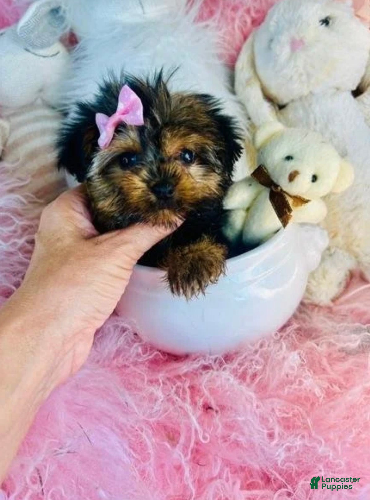Yorkshire Terrier dogs Teacup Yorkshire Terrier  hand delivery  - Ad 1