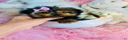 Yorkshire Terrier dogs for sale: Teacup Yorkshire Terrier  hand delivery  - Ad 1