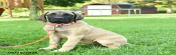 English Mastiff dogs for sale: Lily - Ad 1