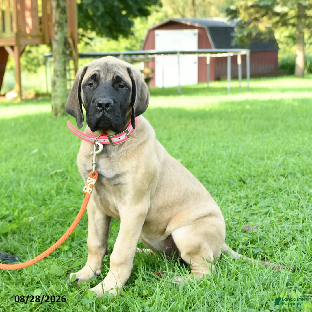 English Mastiff dogs for sale: Lily - Ad 1