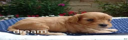 Cavapoo dogs for sale: Laredo  - Ad 3