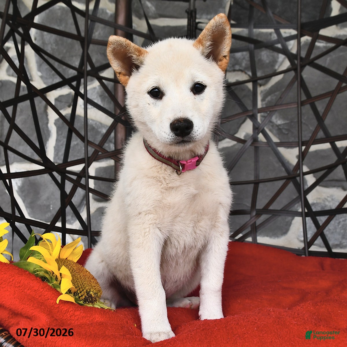 Shiba Inu dogs Oakley - Ad 1