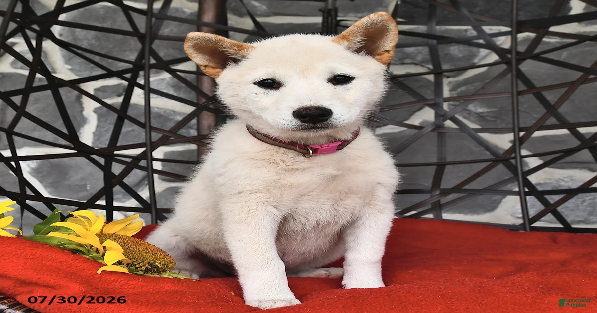 お柴 Oakley Shiba Inu for sale in Canandaigua | Lancaster Puppies