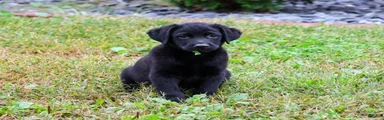 Mowgli
