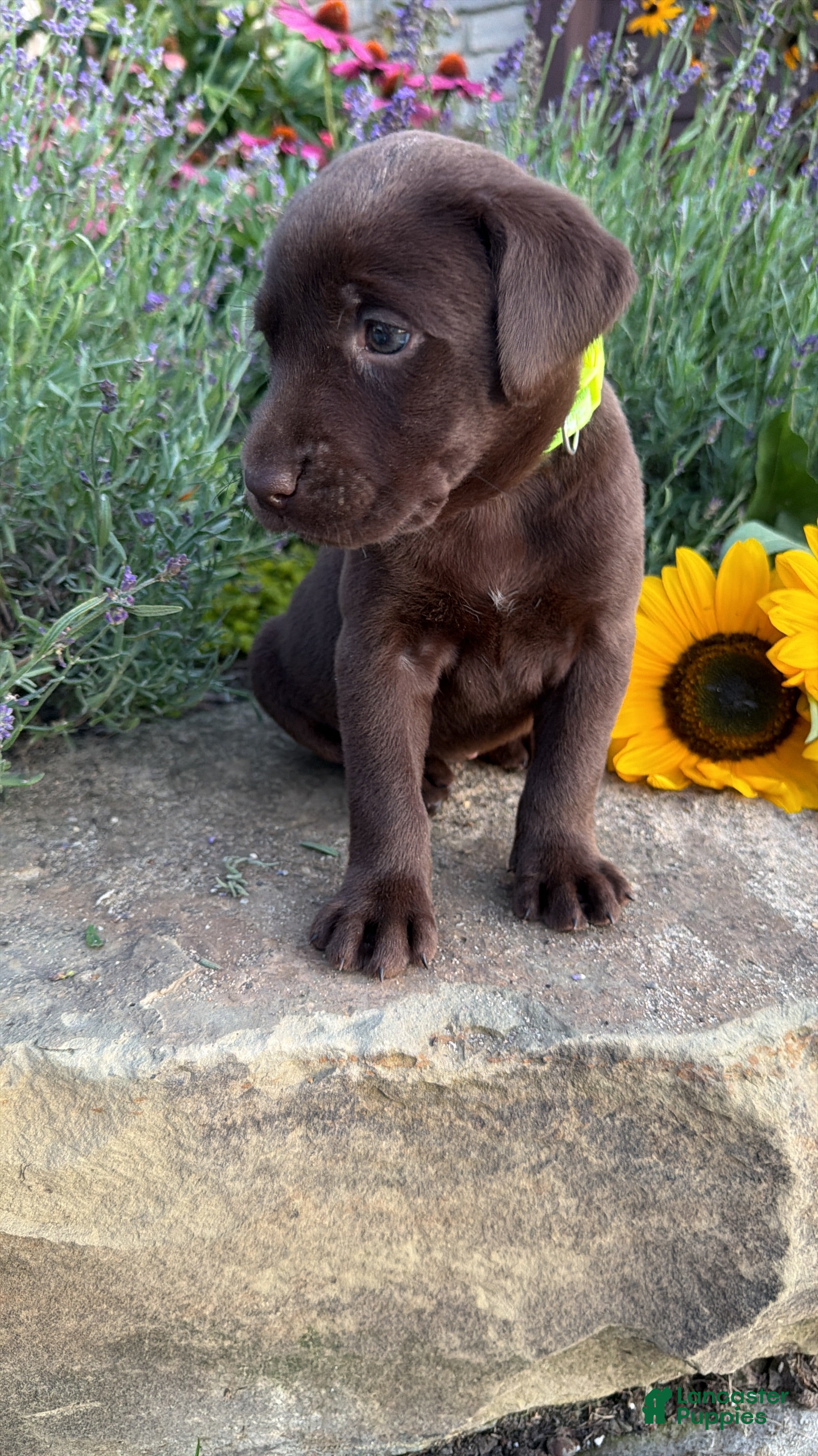 Labrador Retriever dogs Roxy - Ad 2