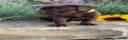 Labrador Retriever dogs for sale: Roxy - Ad 2