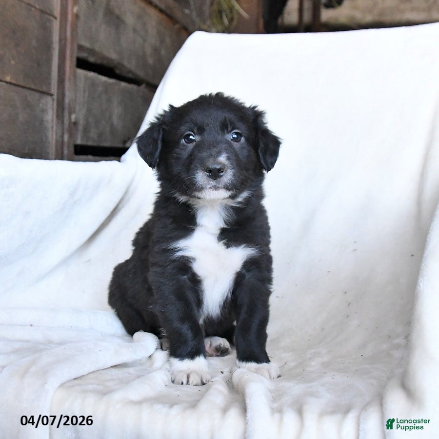 Border Collie dogs Freddie - Ad 2