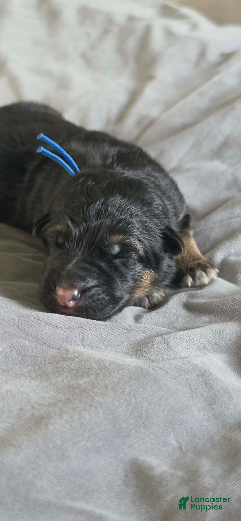 German Shepherd dogs Fenrir- Blue Collar - Ad 1