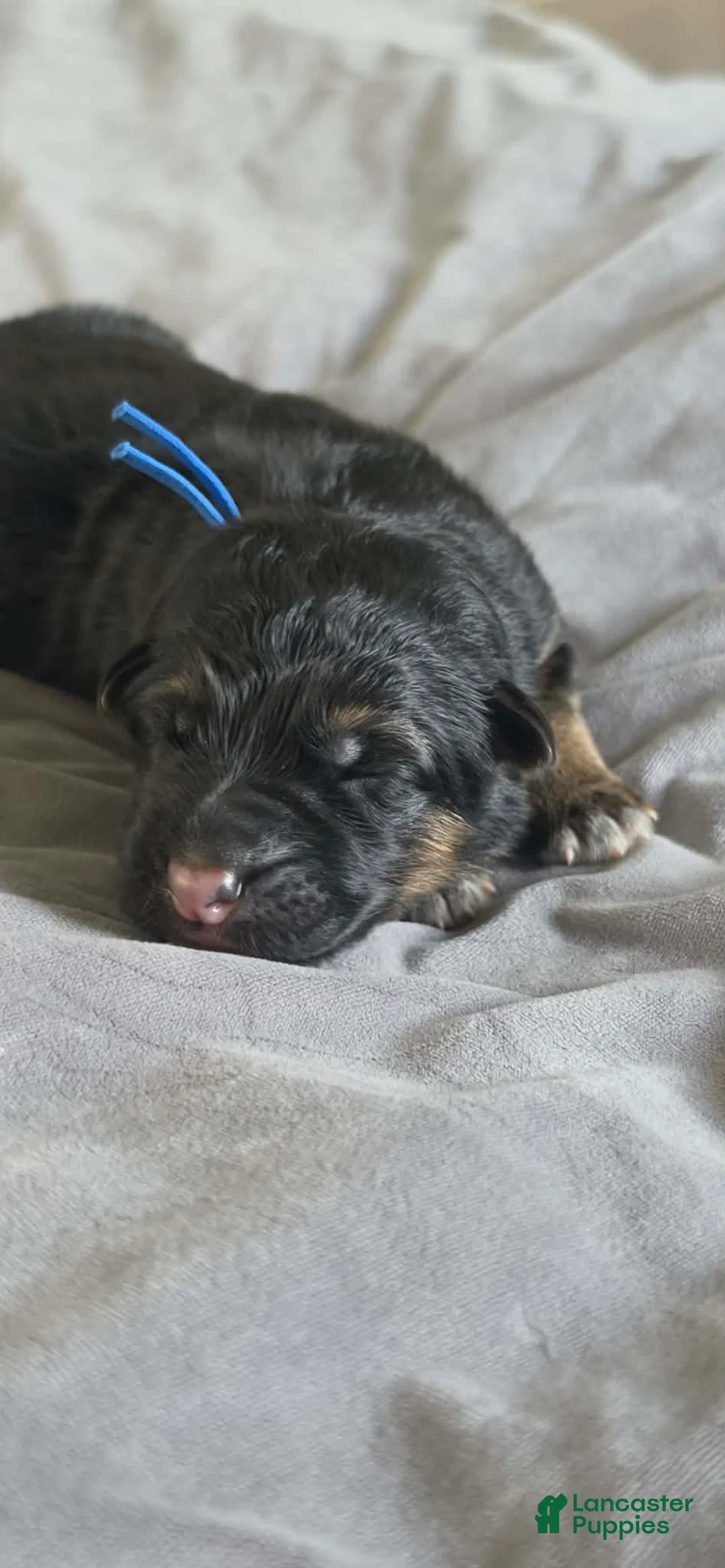 German Shepherd dogs for sale: Fenrir- Blue Collar - Ad 1