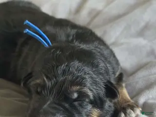 German Shepherd dogs for sale: Fenrir- Blue Collar - Ad 1