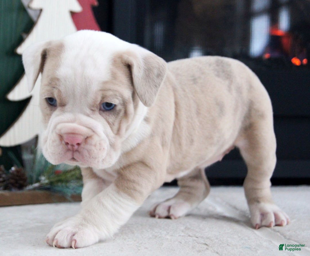 Olde English Bulldogge dogs for sale: Snowflake - Ad 4