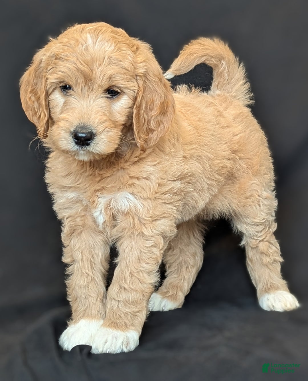 Goldendoodle dogs for sale: Lainey  - Ad 5