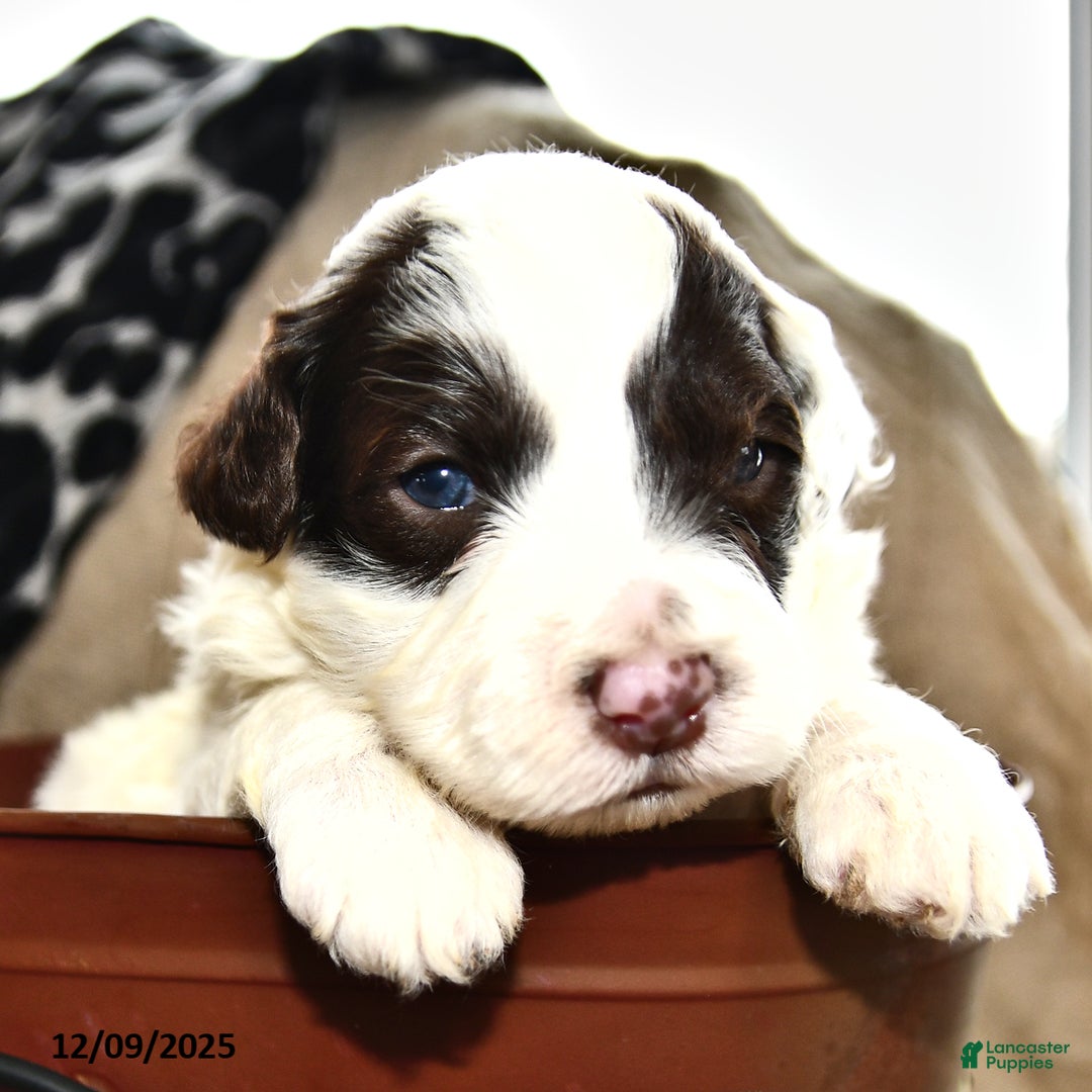 Portuguese Water Dog dogs for sale: Doodles - Ad 1