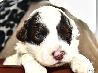 Portuguese Water Dog dogs Doodles - Ad 34