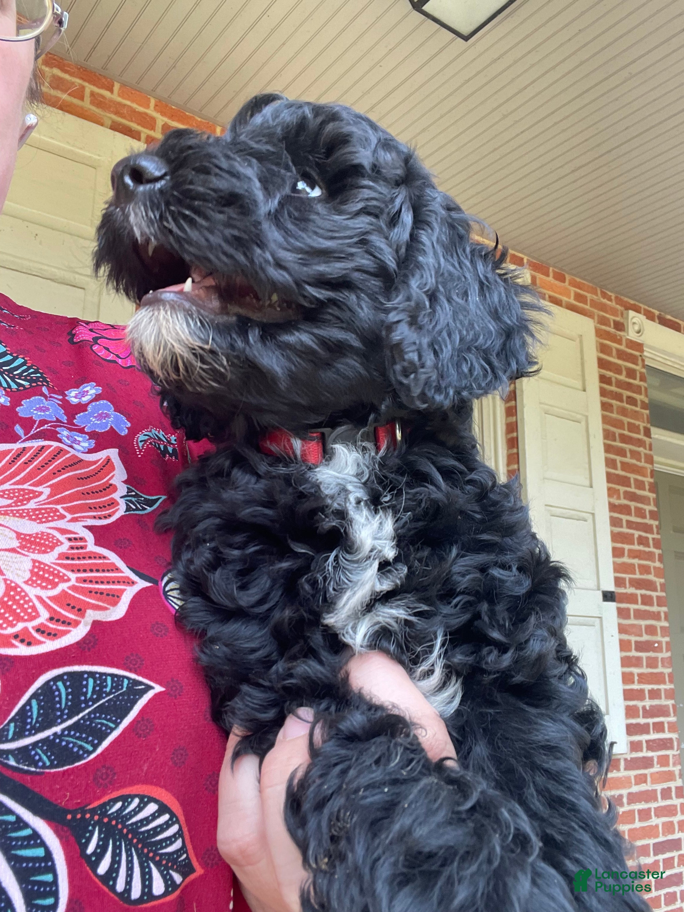 Miniature Poodle dogs Connie - Ad 2