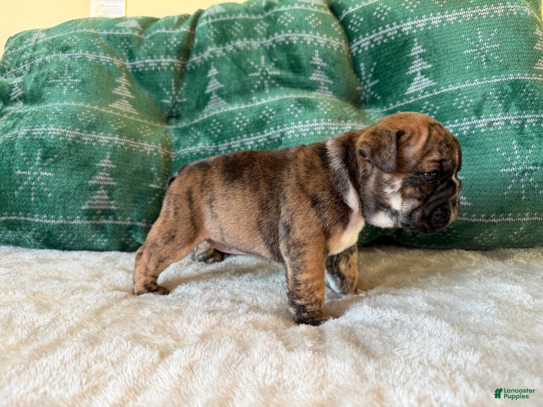 English Bulldog dogs for sale: Maple - Ad 5