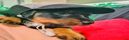 Miniature Dachshund dogs for sale: Miniature Dachshund 3 - Ad 1