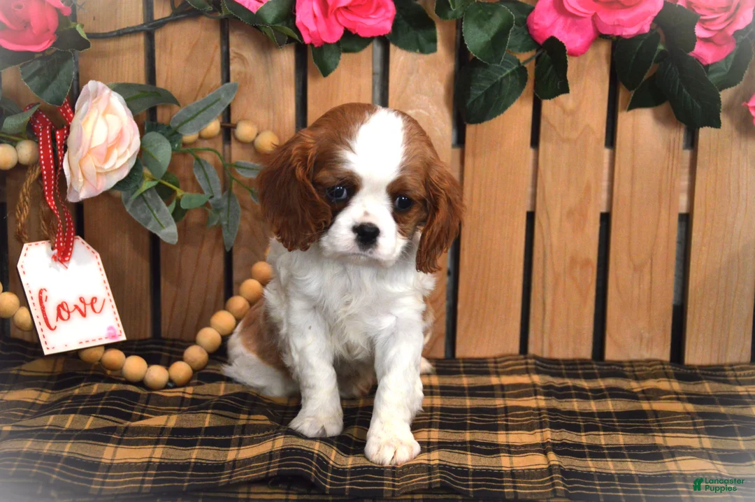 Cavalier King Charles Spaniel dogs for sale: Daisy - Ad 3