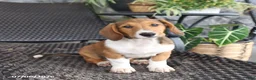 Mixed Breed dogs for sale: Chloe - Ad 2
