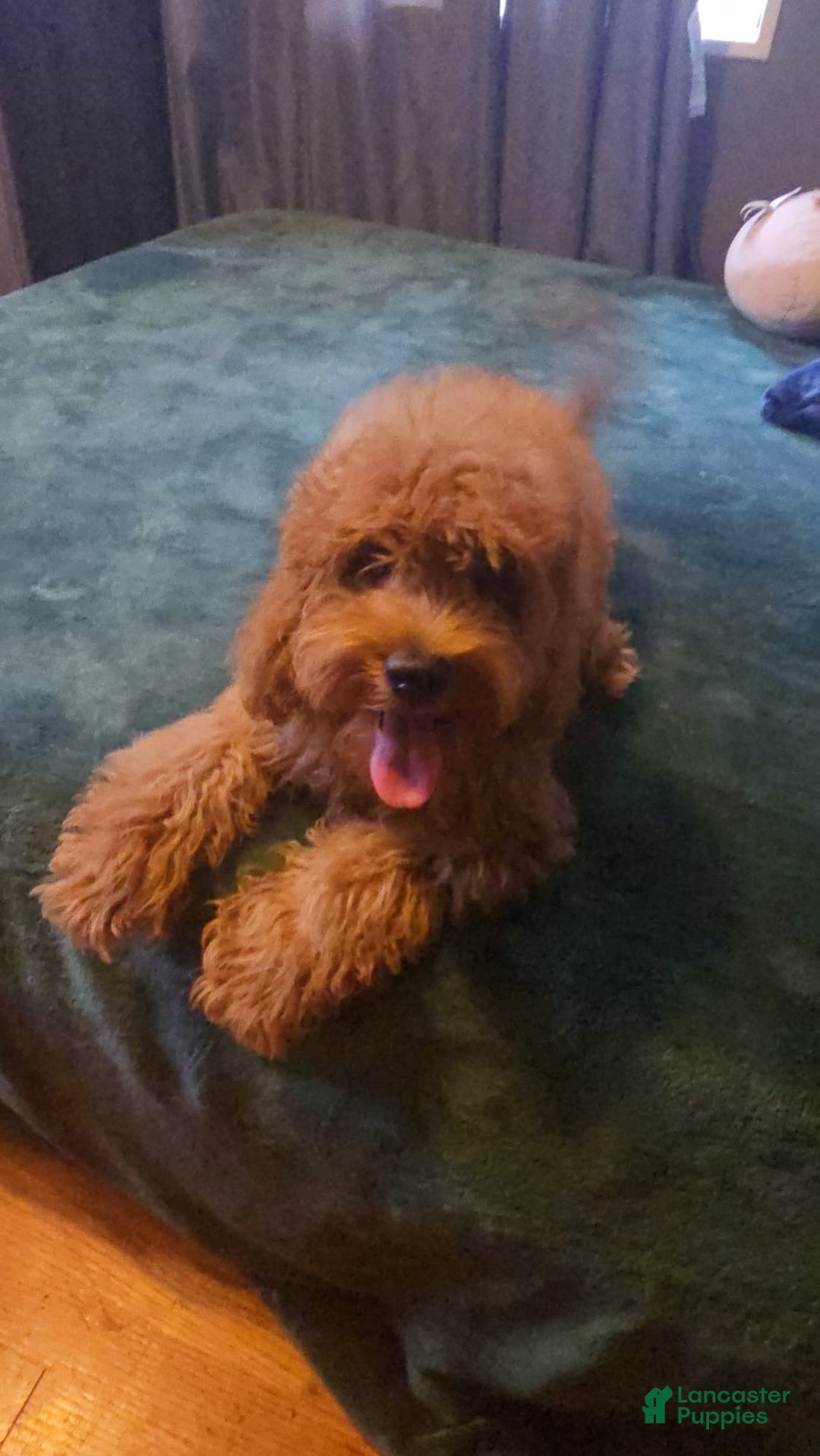 Cavapoo dogs for sale: Cavapoo Puppy 1 - Ad 3
