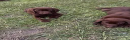 Labrador Retriever dogs for sale: Labrador Retriever 2 - Ad 4